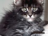 Türkiyenin her yerine teslim xxl maine coon