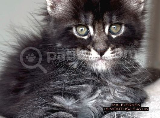Türkiyenin Her Yerine Teslim Xxl Maine Coon