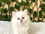 Simbat British Longhair Golden Point