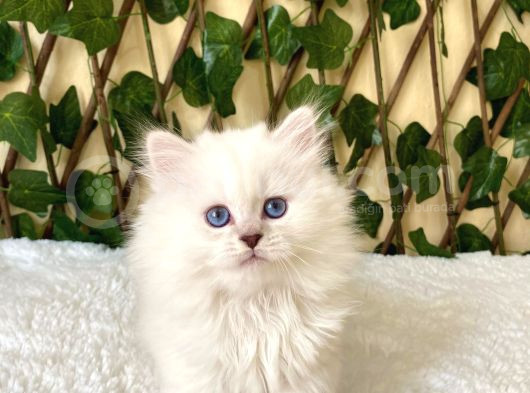 Simbat British Longhair Golden Point görsel