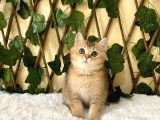 Fox British Shorthair Golden