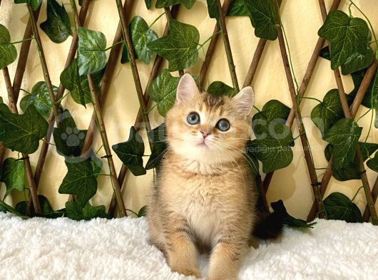 Fox British Shorthair Golden görsel