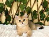 Fernando British Shorthair Golden