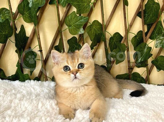 Fernando British Shorthair Golden görsel