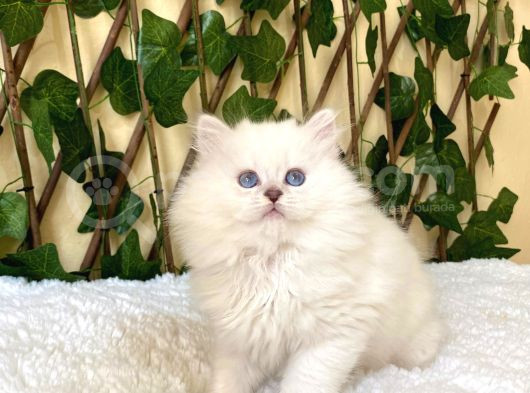 Simbat British Longhair Golden Point görsel