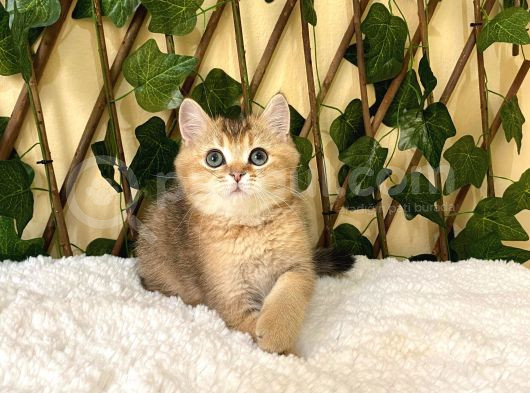 Fox British Shorthair Golden görsel