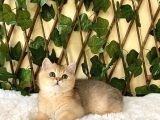 Fernando British Shorthair Golden