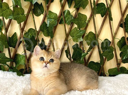 Fernando British Shorthair Golden görsel