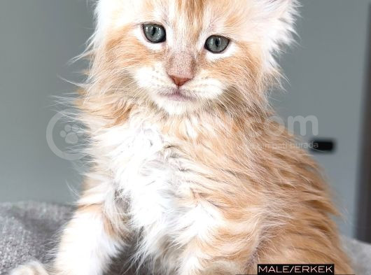 Türkiyenin Her Yerine Teslim Xxl Maine Coon görsel