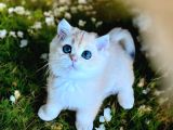 British Golden Shorthair ny11 erkek 2 aylık