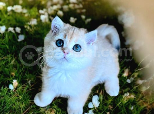 British Golden Shorthair Ny11 Erkek 2 Aylık