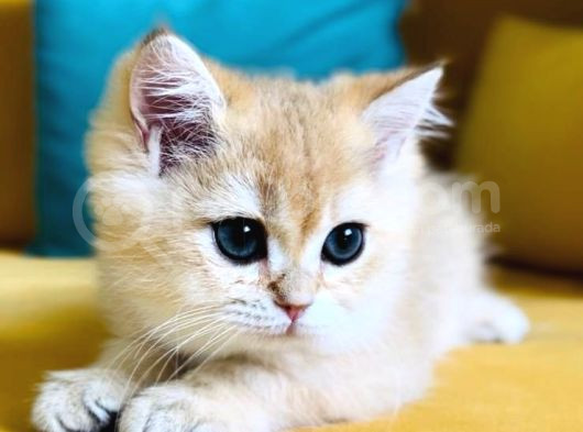 British Golden Shorthair Ny11 Erkek 2 Aylık görsel