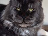 Türkiyenin Her Yerine Teslim Xxl Maine Coon