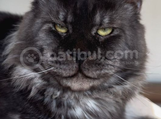 Türkiyenin Her Yerine Teslim Xxl Maine Coon görsel