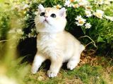 British Golden Shorthair Ny11 Erkek 2 Aylık