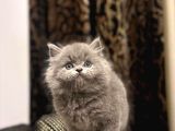 Ayi Surat British Longhair Yavrularim