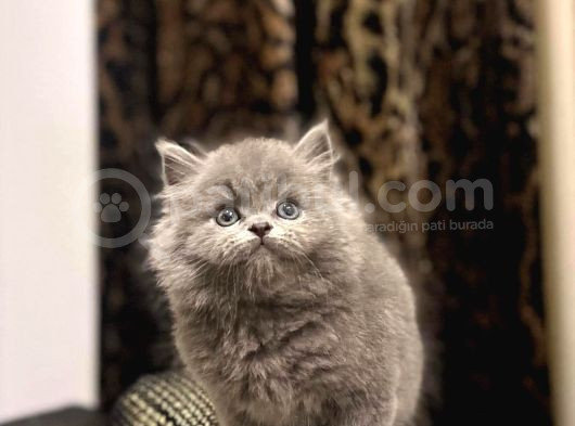 Ayi Surat British Longhair Yavrularim görsel