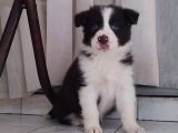 Sağlıklı Safkan Border Collie Yavrular