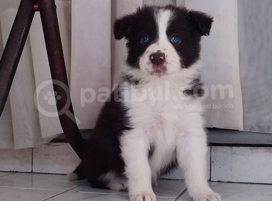 Sağlıklı Safkan Border Collie Yavrular görsel
