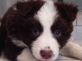 Sağlıklı Safkan Border Collie Yavrular