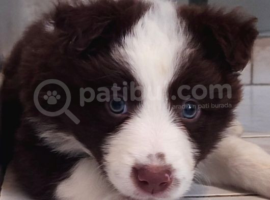 Sağlıklı Safkan Border Collie Yavrular görsel