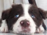 Sağlıklı Safkan Border Collie Yavrular