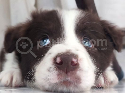 Sağlıklı Safkan Border Collie Yavrular görsel