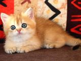 Altın Yumoş Golden British Shorthair Yavrumuz
