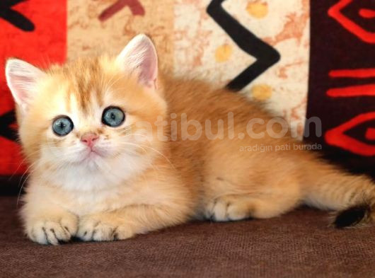 Altın Yumoş Golden British Shorthair Yavrumuz görsel