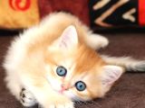 Altın Yumoş Golden British Shorthair Yavrumuz