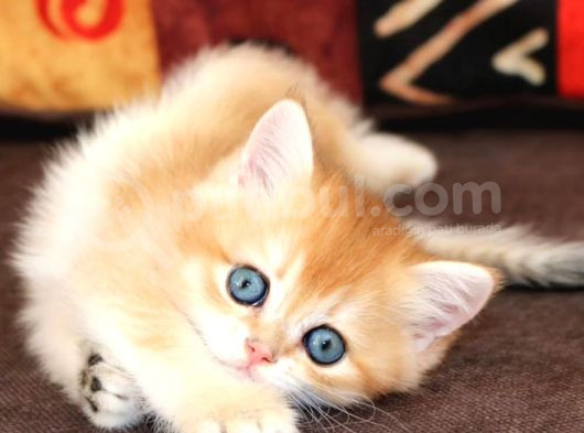 Altın Yumoş Golden British Shorthair Yavrumuz görsel