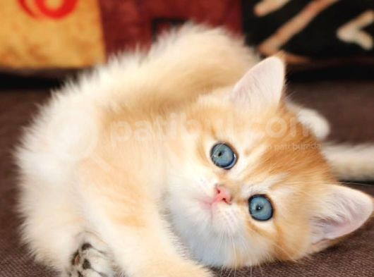 Altın Yumoş Golden British Shorthair Yavrumuz