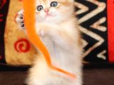 Altın Yumoş Golden British Shorthair Yavrumuz