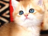 Altın Yumoş Golden British Shorthair Yavrumuz