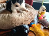 Zeka Küpü Border Collie Bebekler Için Acele Edin