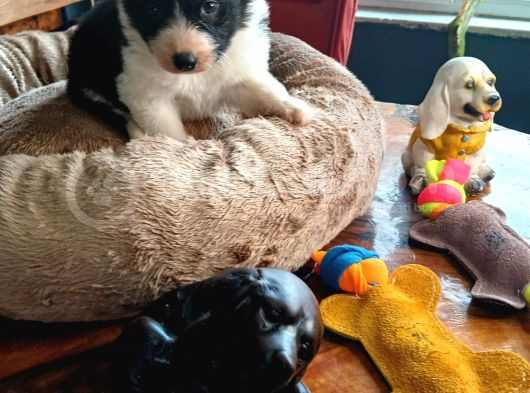 Zeka Küpü Border Collie Bebekler Için Acele Edin görsel
