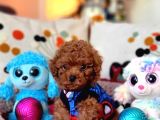 Şecereli Dişi Kore Toy Poodle Yavrumuz