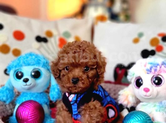 Şecereli Dişi Kore Toy Poodle Yavrumuz