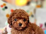Şecereli Dişi Kore Toy Poodle Yavrumuz