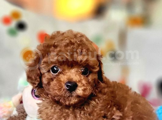 Şecereli Dişi Kore Toy Poodle Yavrumuz görsel