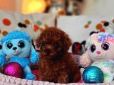Şecereli Dişi Kore Toy Poodle Yavrumuz