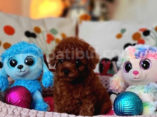 Şecereli Dişi Kore Toy Poodle Yavrumuz görsel