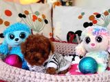 Şecereli Dişi Kore Toy Poodle Yavrumuz