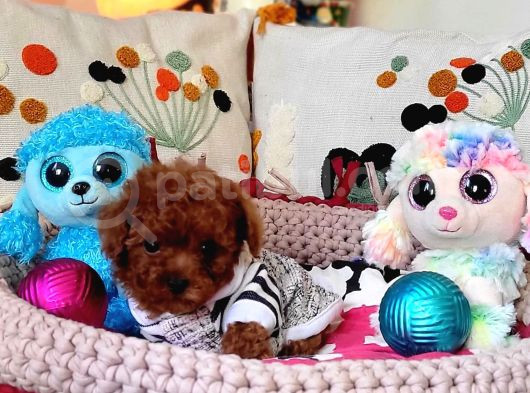 Şecereli Dişi Kore Toy Poodle Yavrumuz görsel