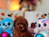 Şecereli Dişi Kore Toy Poodle Yavrumuz