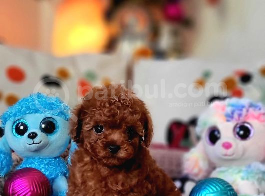 Şecereli Dişi Kore Toy Poodle Yavrumuz görsel