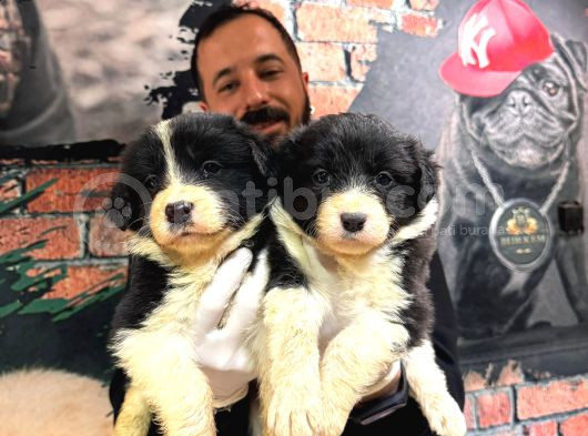Tüm Ihtişamıyla En Zeki Irk Border Collie Yavrularımız