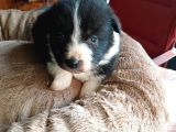 Zeka Küpü Border Collie Bebekler Için Acele Edin