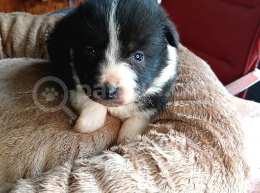 Zeka Küpü Border Collie Bebekler Için Acele Edin görsel