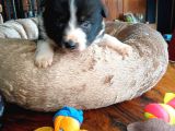 Zeka Küpü Border Collie Bebekler Için Acele Edin